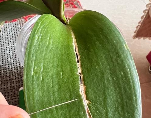 蝴蝶蘭葉子裂開處理