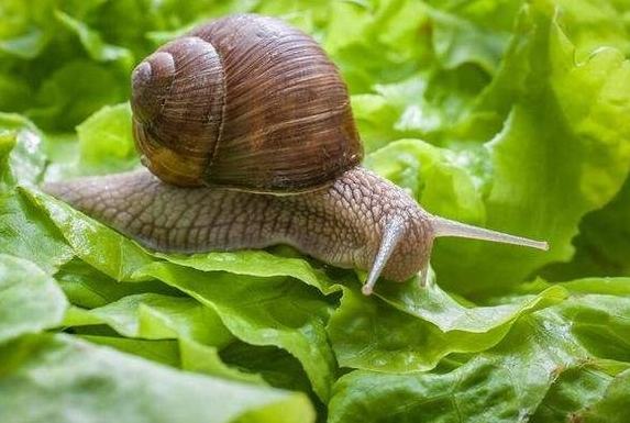 防止蝸牛吃菜