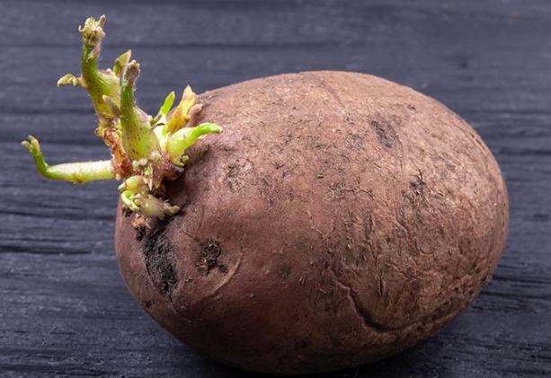 馬鈴薯保存方法