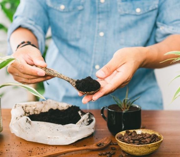 咖啡渣肥料