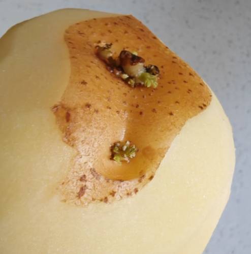 馬鈴薯保存方法