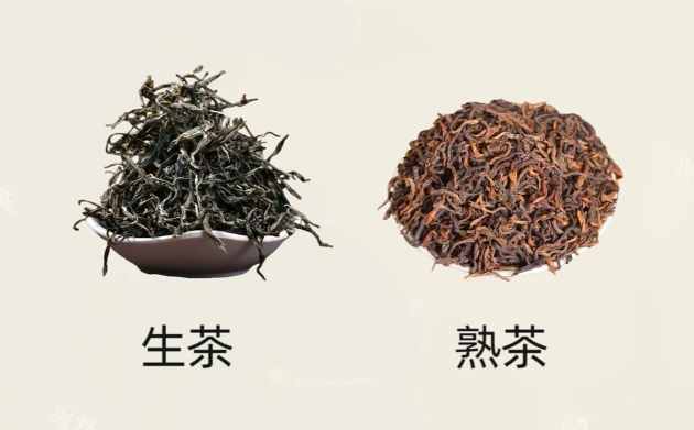 生茶與熟茶差異
