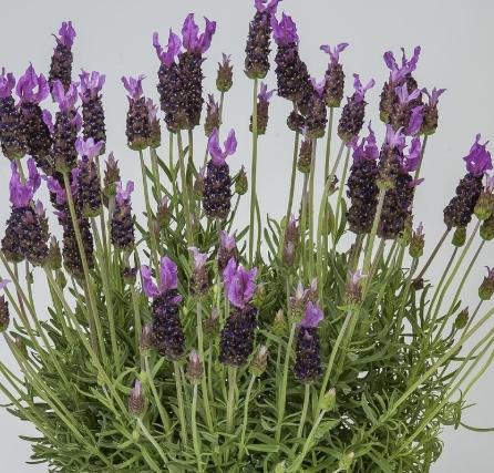 花園防蝸牛方法