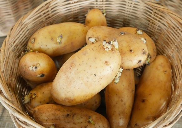 馬鈴薯保存方法