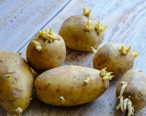 防止馬鈴薯發芽