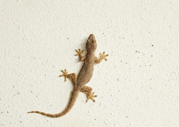 壁虎入侵原因