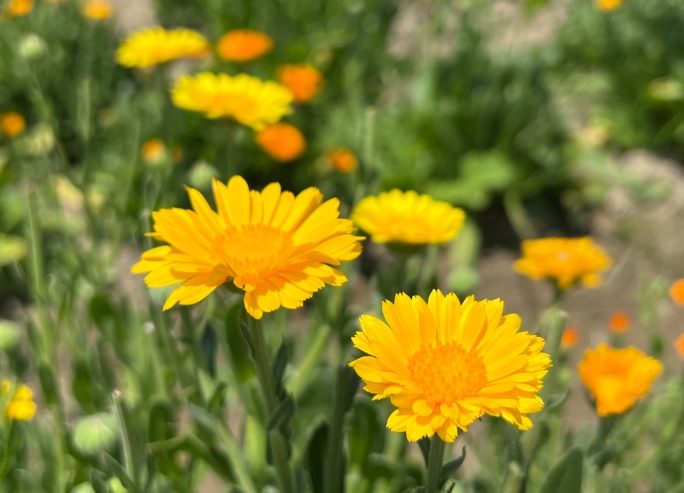 花園防蝸牛方法