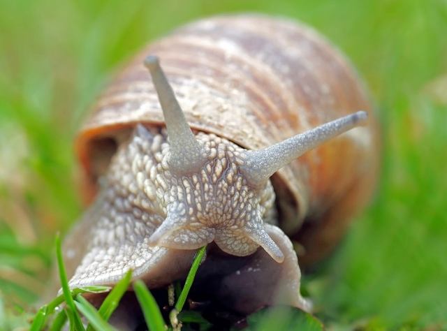 防止蝸牛吃菜