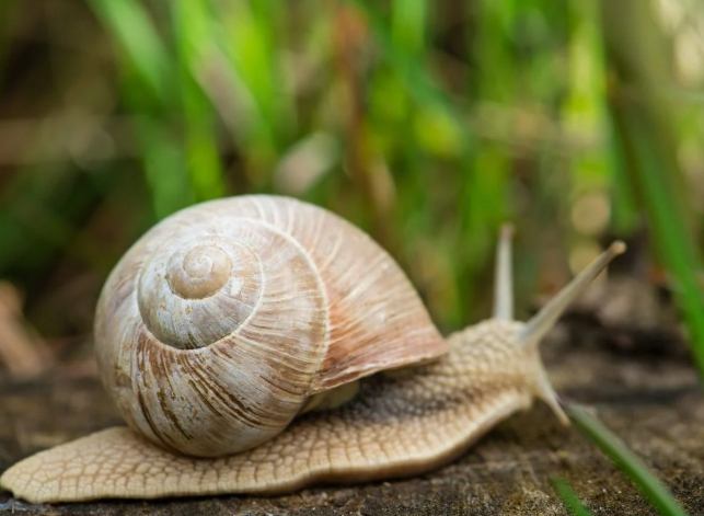 蝸牛防治方法
