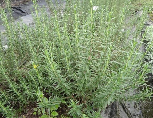 花園防蝸牛方法