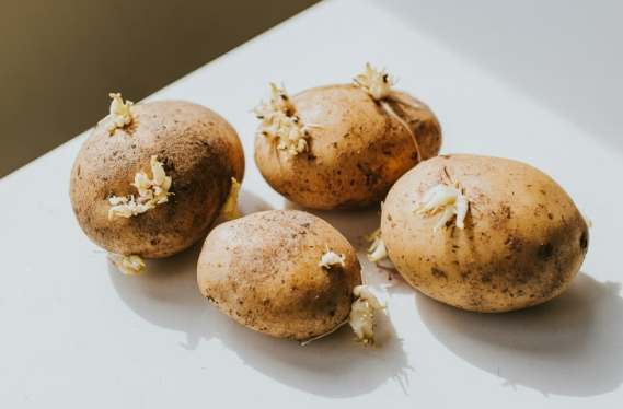 防止馬鈴薯發芽