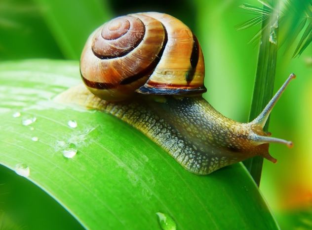 蝸牛防治方法