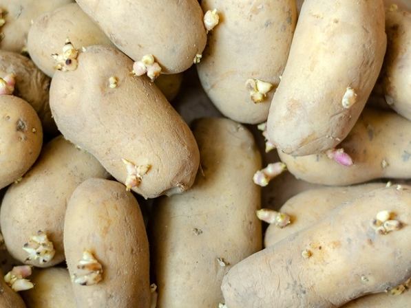 馬鈴薯保存方法