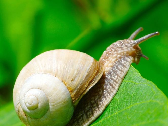 防止蝸牛吃菜
