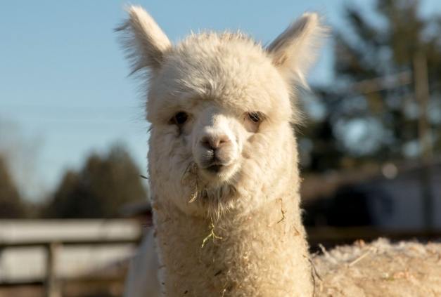 築夢城堡周邊旅遊