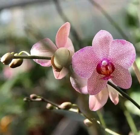 蘭花再次開花技巧