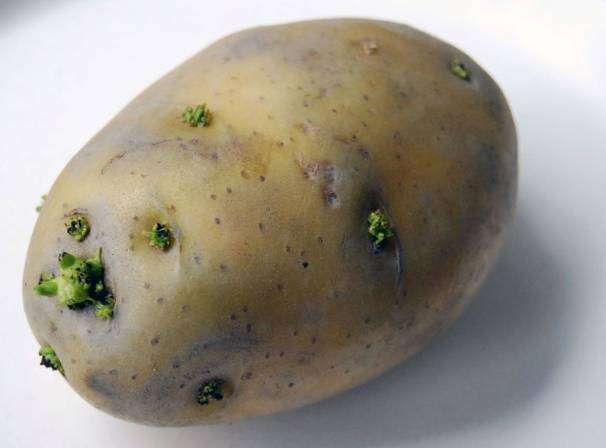 防止馬鈴薯發芽