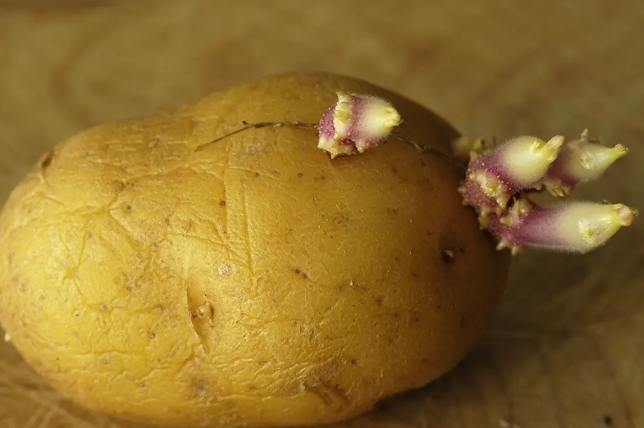 防止馬鈴薯發芽