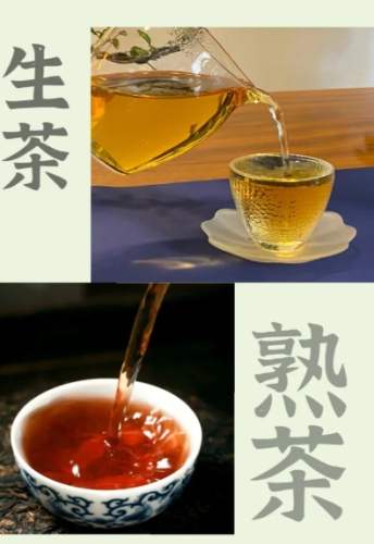 生茶與熟茶差異