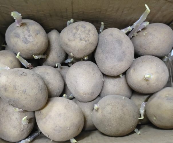 發芽馬鈴薯有毒