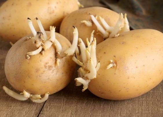 馬鈴薯保存方法