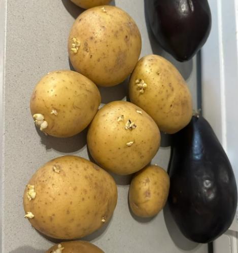 馬鈴薯發芽原因