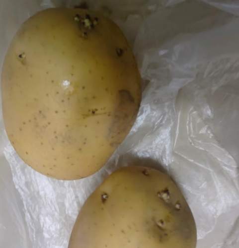馬鈴薯發芽原因