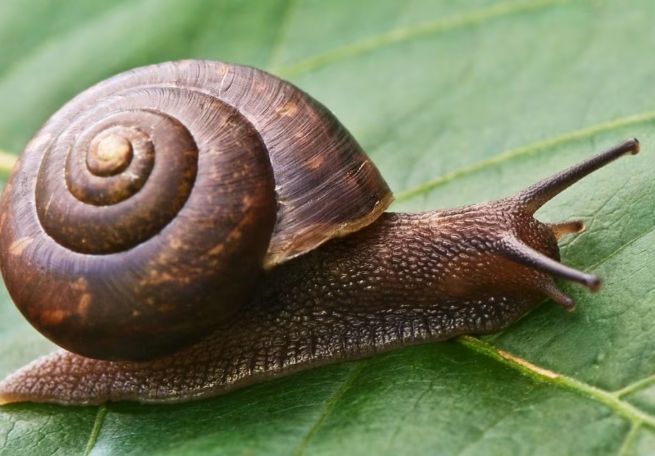 有機蝸牛防治