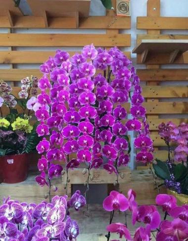 蘭花再次開花技巧