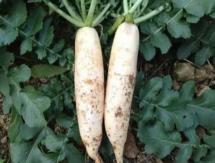 白蘿蔔不能一起吃