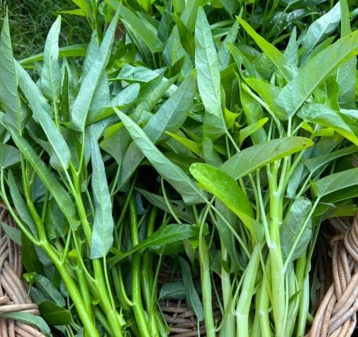 如何避免空心菜脹氣