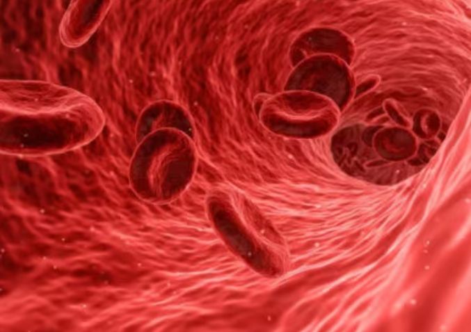 補血食物排行榜