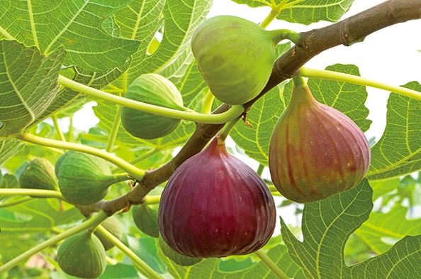 貧血食療無花果