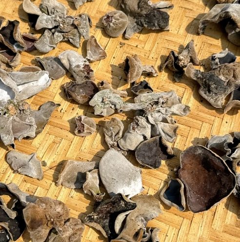 毛木耳健康益處