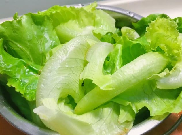 美生菜高麗菜比較