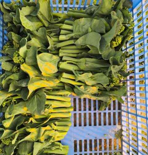 芥蘭菜營養價值