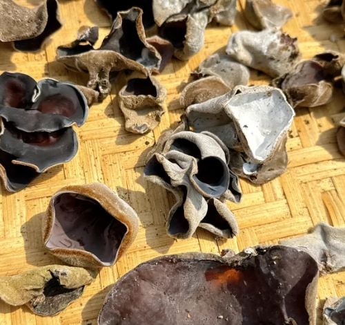 毛木耳健康益處