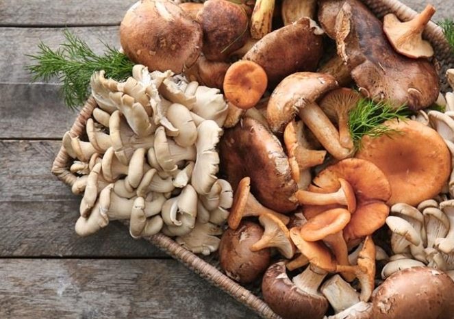 蘑菇不能吃判斷