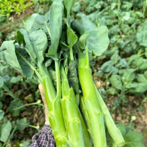 芥蘭菜健康好處