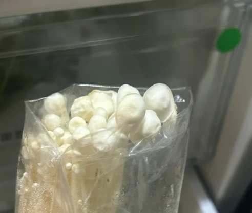 金針菇冷藏期限