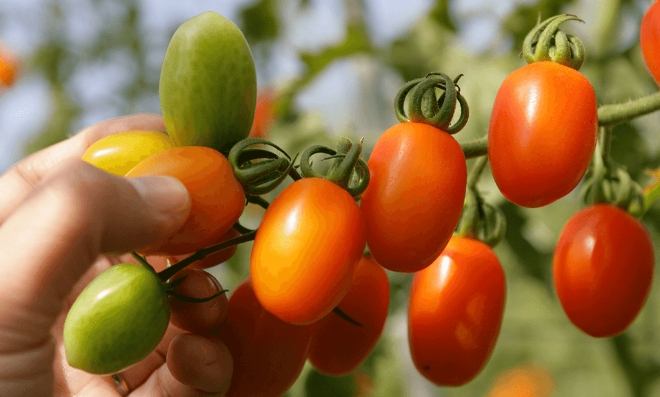 番茄植物學類別