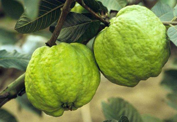 芭樂纖維素好處