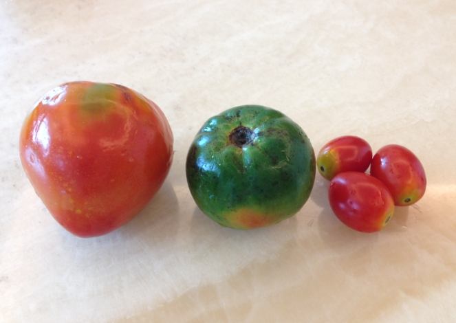 小番茄營養價值