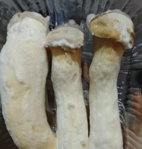 杏鮑菇保存方法