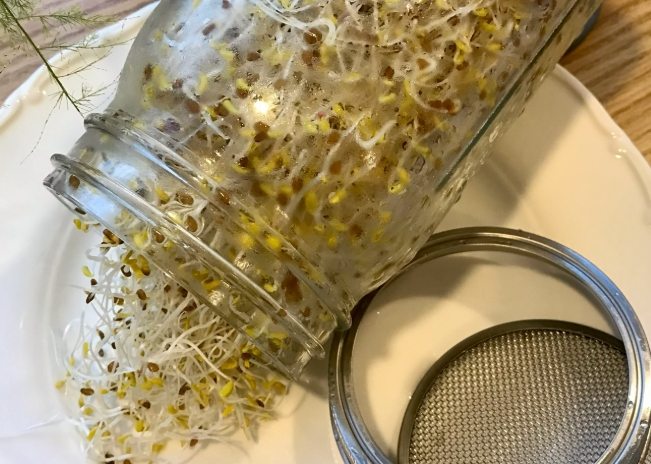 苜蓿芽種植步驟