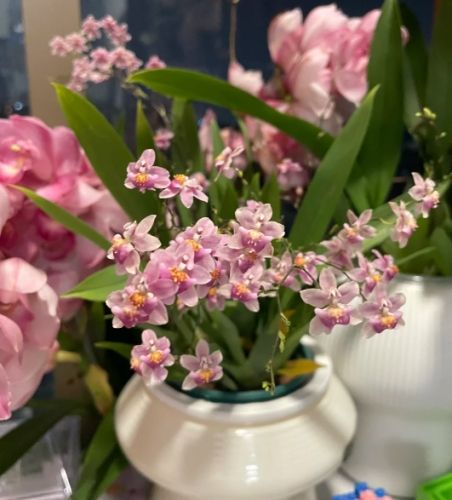 蘭花病虫害防治