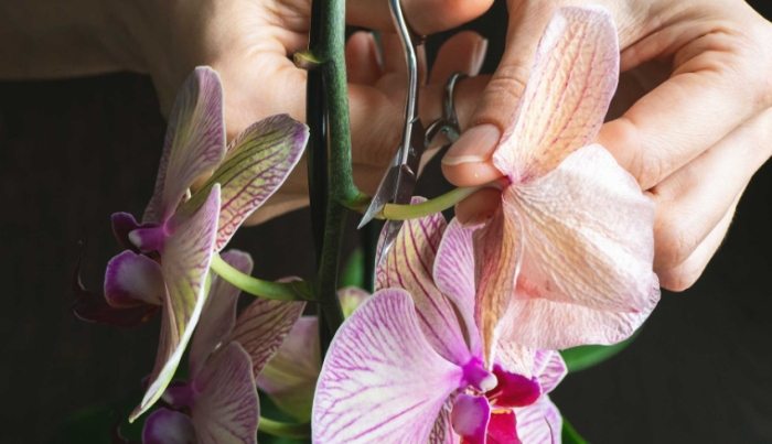 蘭花養護技巧