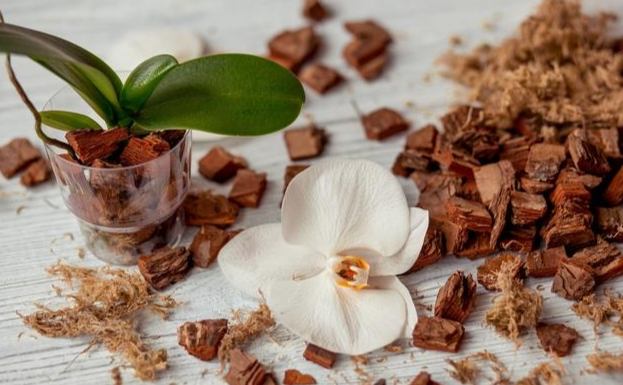 蘭花開完花後處理