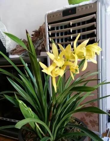 蘭花謝了後護理