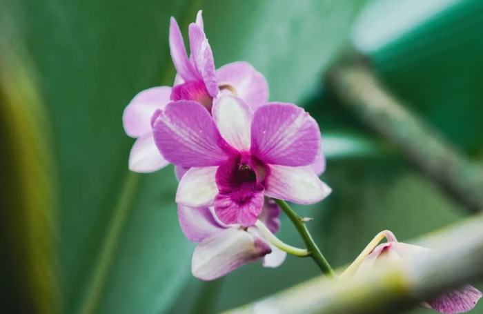 蘭花謝了後護理